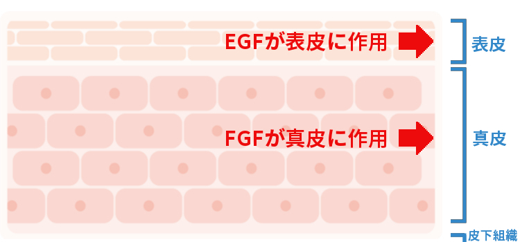 EGF¡¦FGF¤¬ºîÍѤ¹¤ëÈ©¤Î¹½Â¤