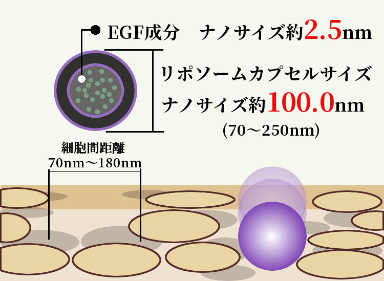 ³èÀ·¿EGFÀ®Ê¬¡¦³èÀ·¿FGFÀ®Ê¬¡¦³èÀ·¿Çϥץ饻¥ó¥¿¡¦Äãʬ»Ò¥³¥é¡¼¥²¥ó¤ò¥Ê¥Î¡¦¥«¥×¥»¥ë²Ã¹©